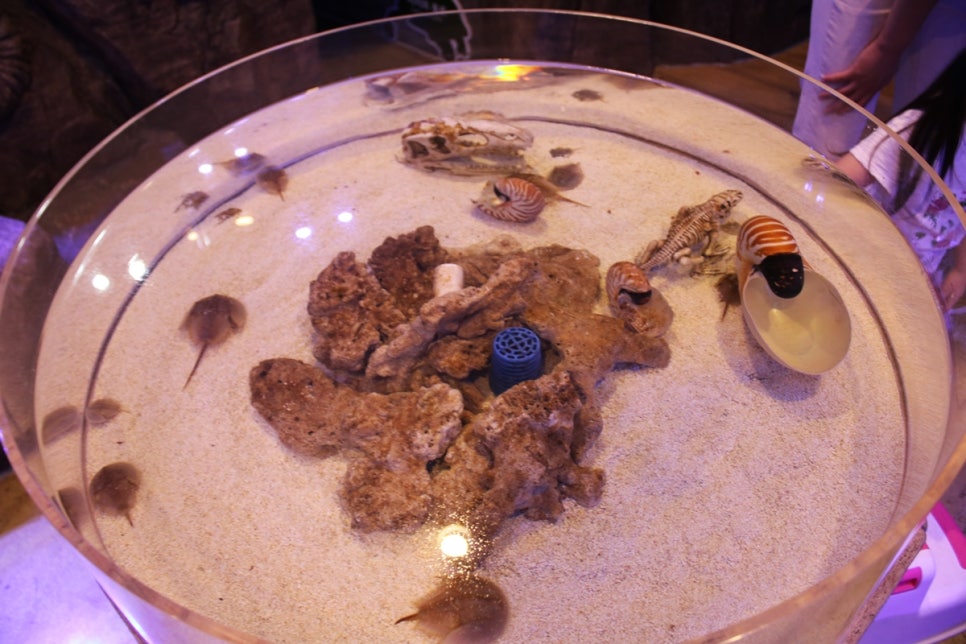 동탄 실내동물원 도심속에서 이런 퀄리티라니 놀라게 되는 아르티스테마파크 관련 이미지 69