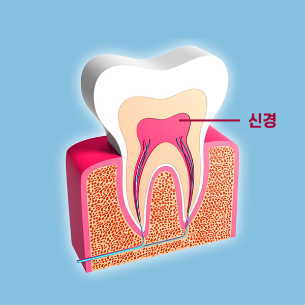 치아의 구조를 알아보자 [에스플란트 치과병원] 관련 이미지 4