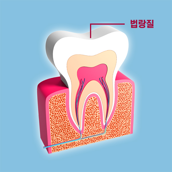 치아의 구조를 알아보자 [에스플란트 치과병원] 관련 이미지 2