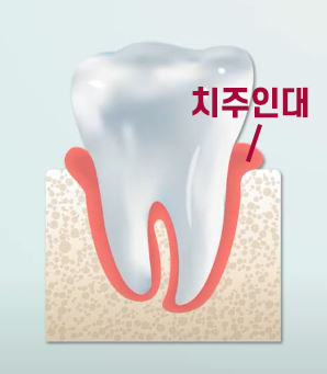 치아의 구조를 알아보자 [에스플란트 치과병원] 관련 이미지 6