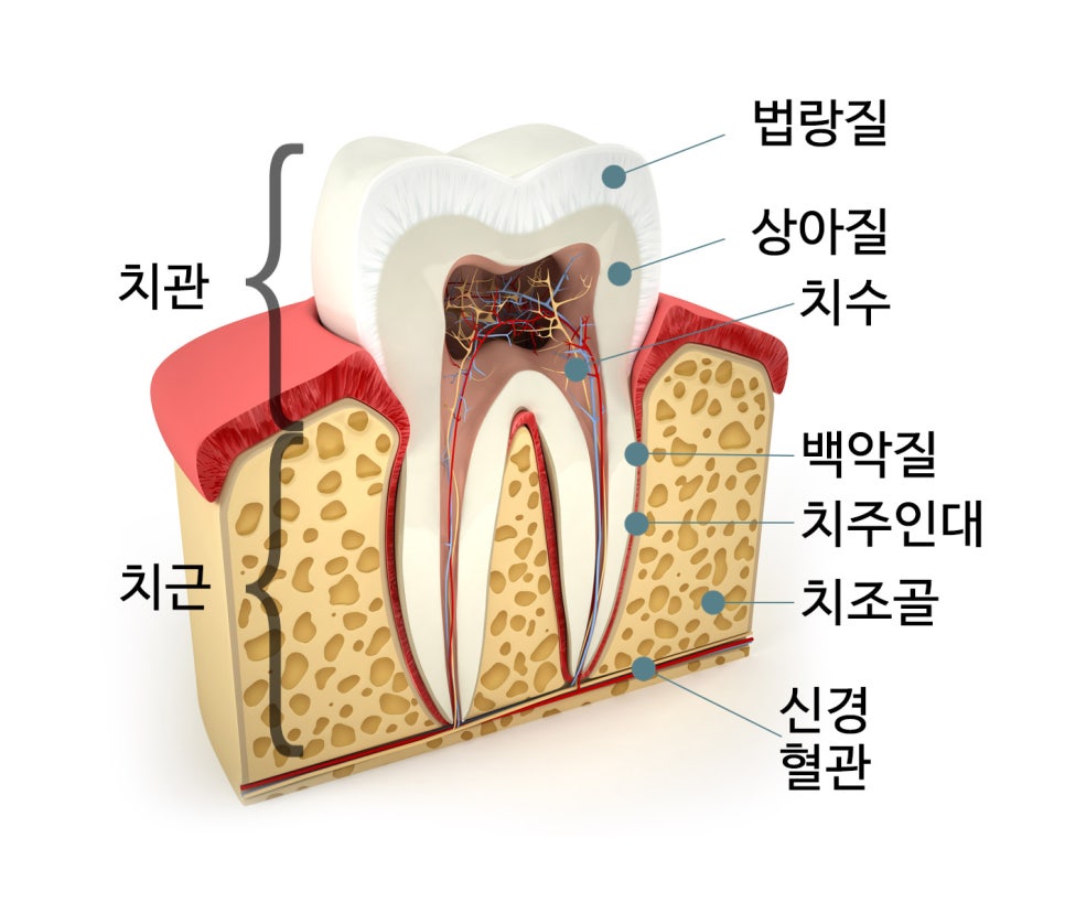 임플란트 재수술, 어떠한 경우에 필요할까요? [에스플란트 치과병원] 관련 이미지 2