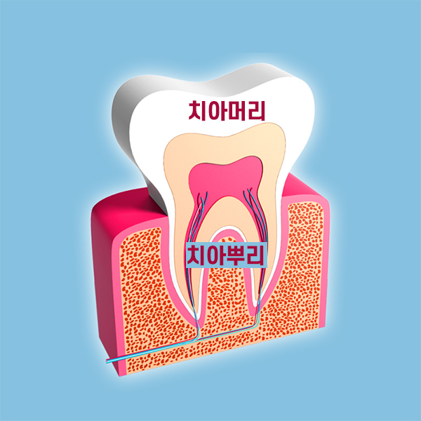 치아의 구조를 알아보자 [에스플란트 치과병원] 관련 이미지 1