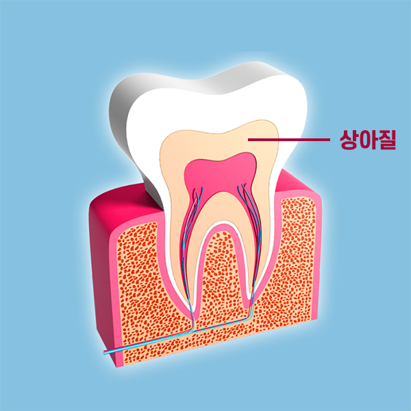 치아의 구조를 알아보자 [에스플란트 치과병원] 관련 이미지 3