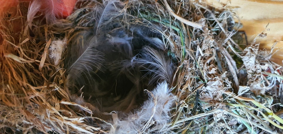 손발톱 흑색종과 흑색선27(&Bird House4) 관련 이미지 18