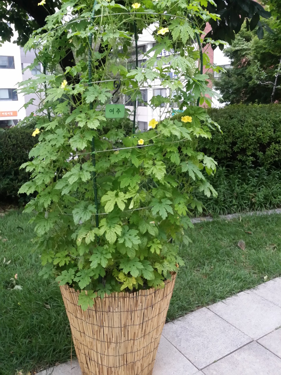 발톱무좀 과 내향성 발톱 관련 이미지 6