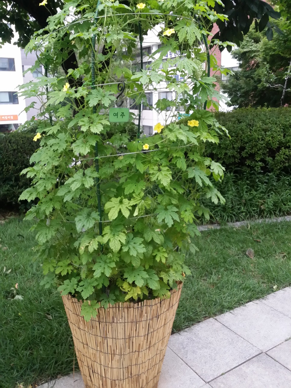 발톱무좀과 내향성발톱15(&구청화단) 관련 이미지 10