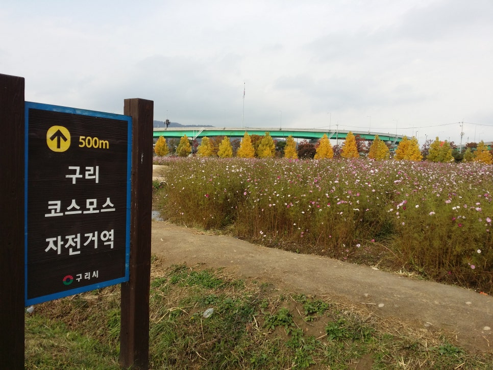 다양한 손발톱 질환들(횡구증,종구증) 관련 이미지 8