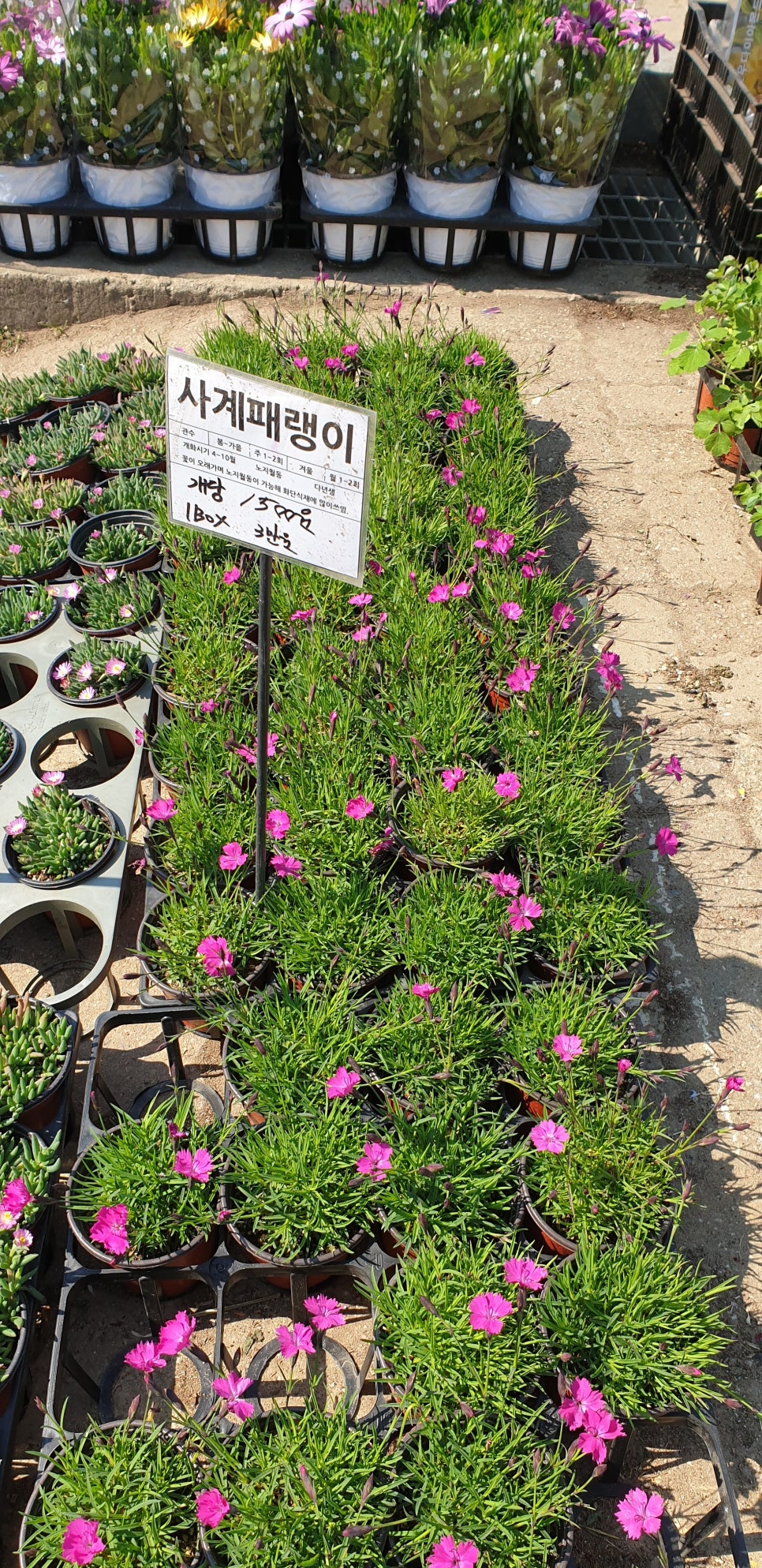 손톱 흑색종과 흑색선6(&꽃시장) 관련 이미지 25