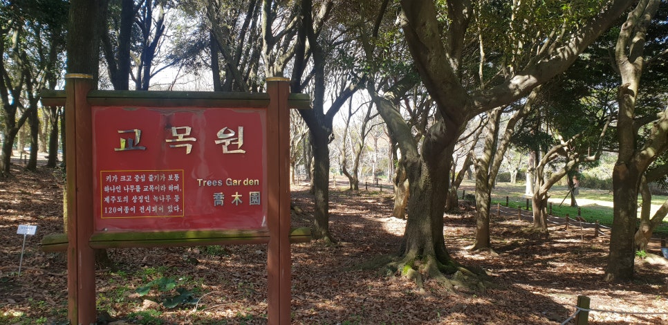 발톱무좀과 내향성 발톱의 동반3(&제주바다) 관련 이미지 19