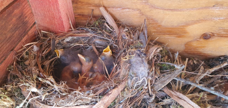 손발톱 흑색종과 흑색선51(&2021Bird house2) 관련 이미지 17