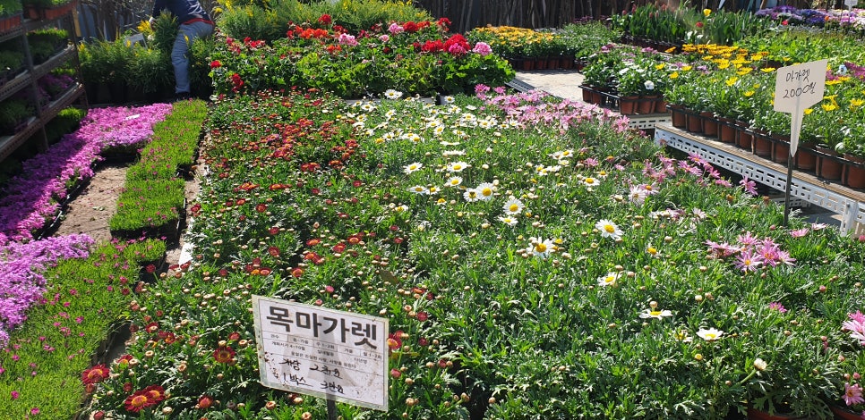 손톱 흑색종과 흑색선6(&꽃시장) 관련 이미지 19