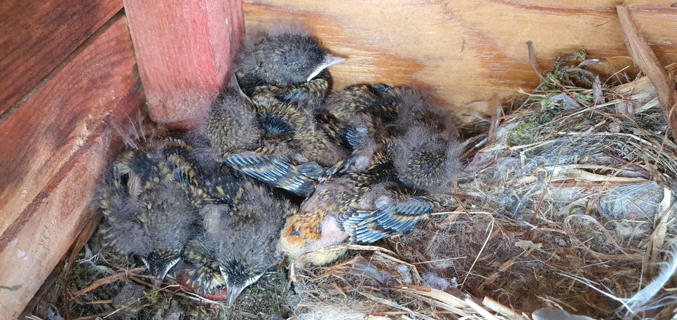 손발톱 종양2(&2021house bird3) 관련 이미지 13