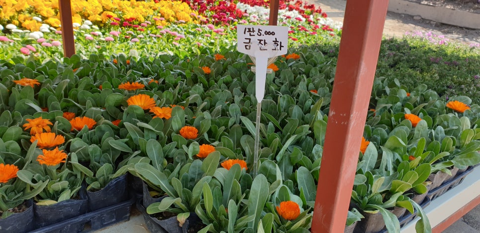 손톱 흑색종과 흑색선6(&꽃시장) 관련 이미지 17