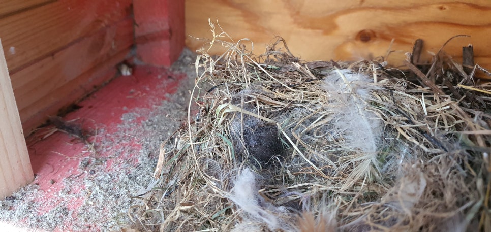 손발톱 흑색종과 흑색선27(&Bird House4) 관련 이미지 23