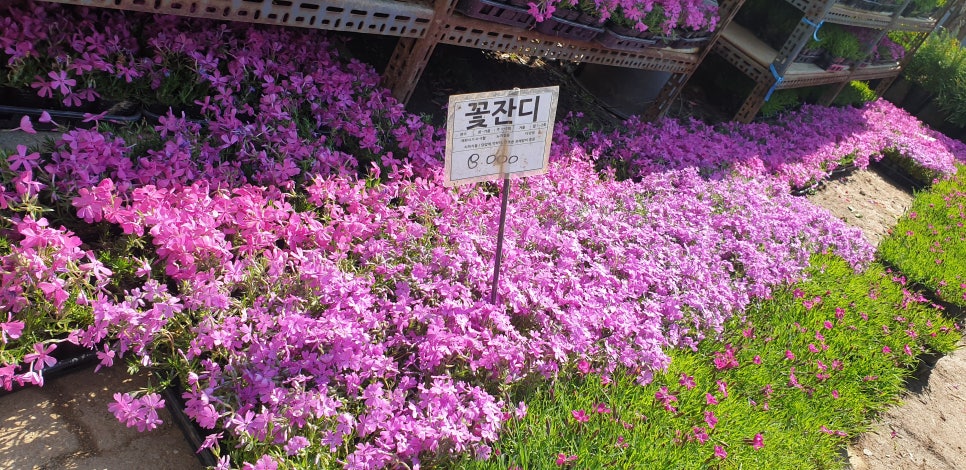 손톱 흑색종과 흑색선6(&꽃시장) 관련 이미지 18
