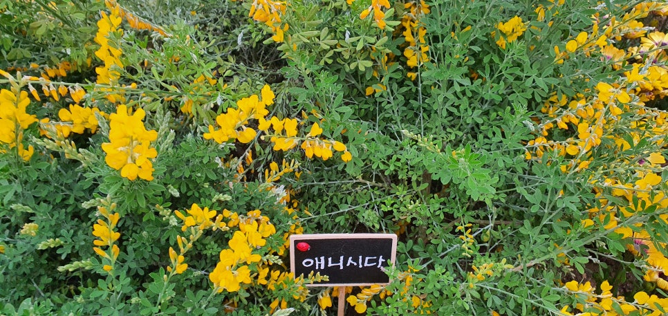 발톱무좀과 내성발톱21(&봄화단) 관련 이미지 13