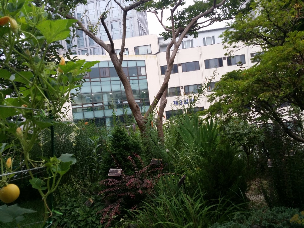 발톱무좀과 내향성발톱15(&구청화단) 관련 이미지 19