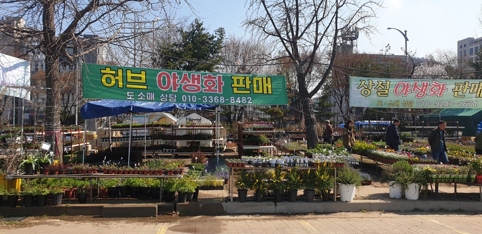 손톱 흑색종과 흑색선6(&꽃시장) 관련 이미지 10