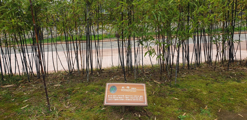 발톱무좀과 내향성 발톱의 동반 5 (&강릉오죽헌) 관련 이미지 15