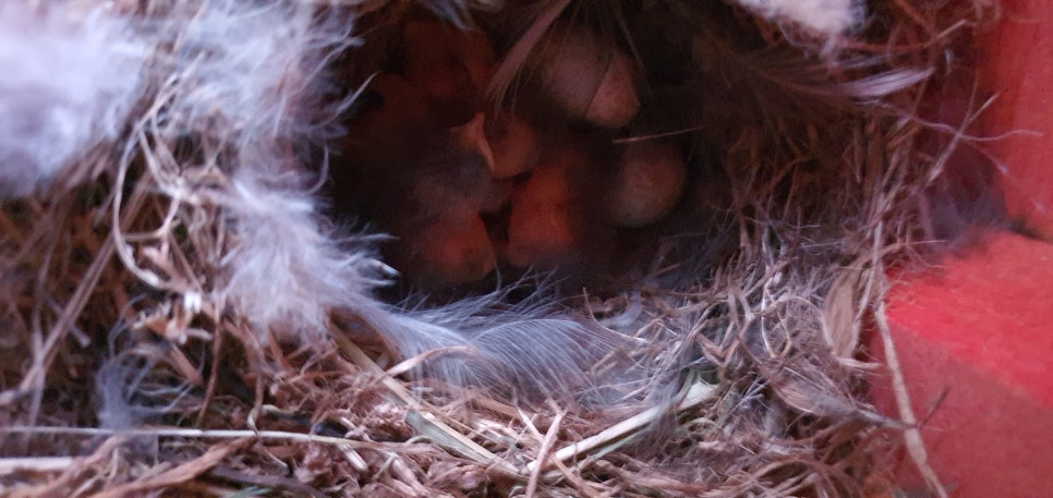 손발톱 흑색종과 흑색선25(&Bird house2) 관련 이미지 26