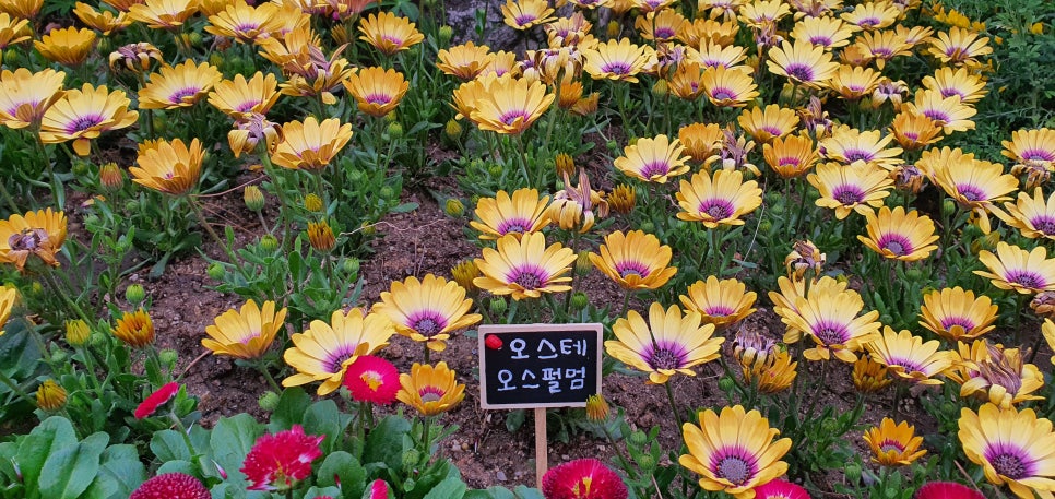 발톱무좀과 내성발톱21(&봄화단) 관련 이미지 12