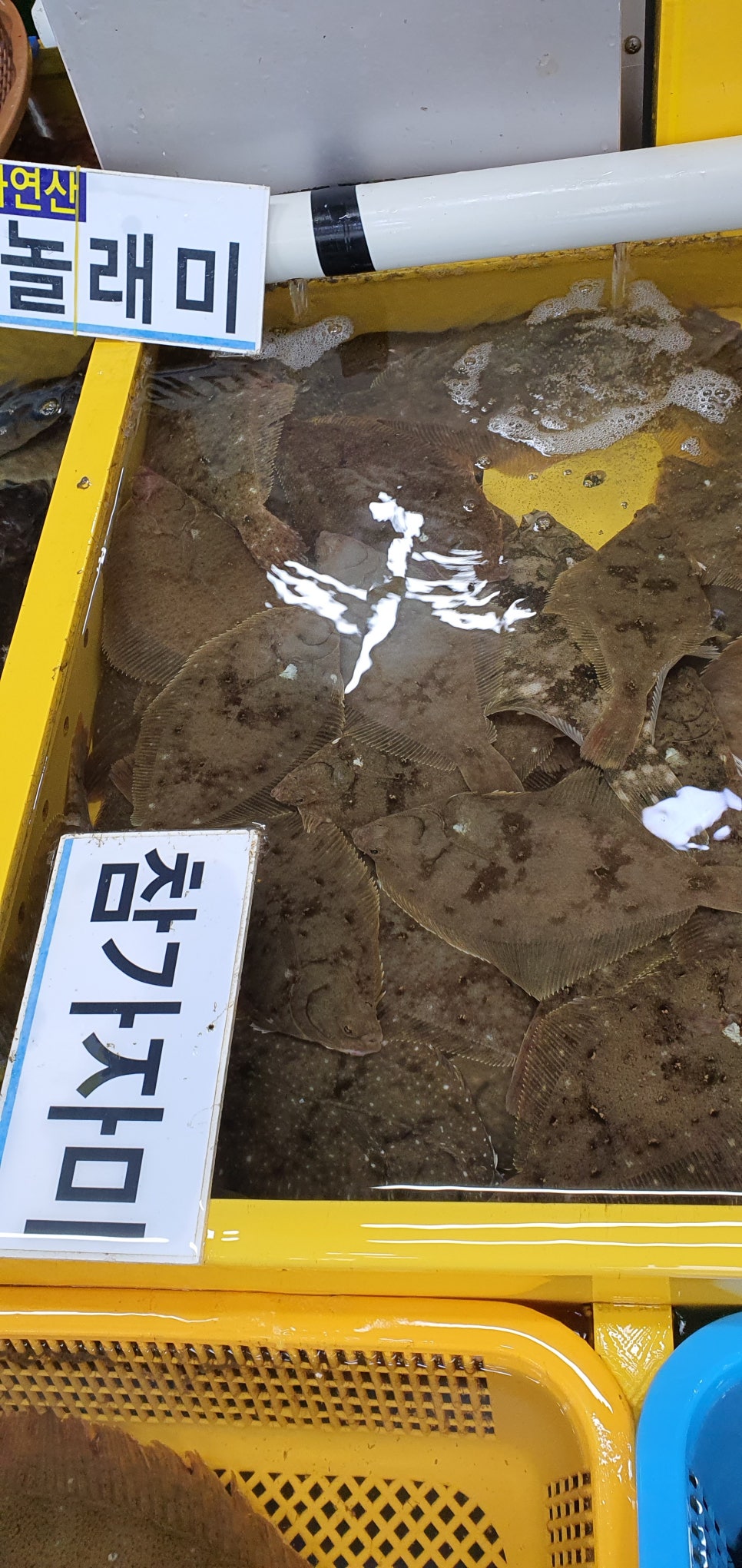 손발톱 흑색종과 흑색선23(&속초횟집) 관련 이미지 24