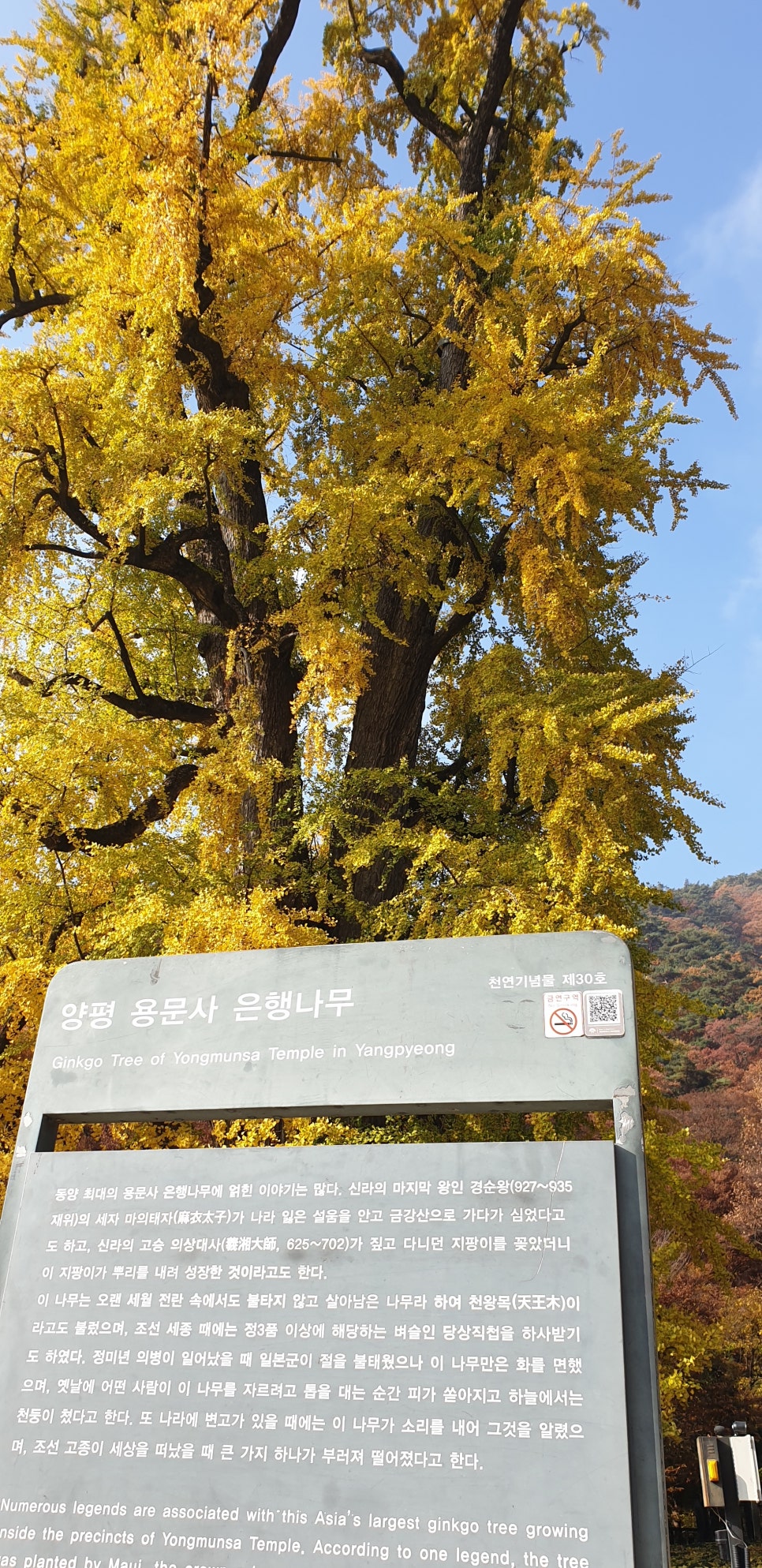 발톱무좀과 내향성발톱의 동반14(&용문사단풍) 관련 이미지 20