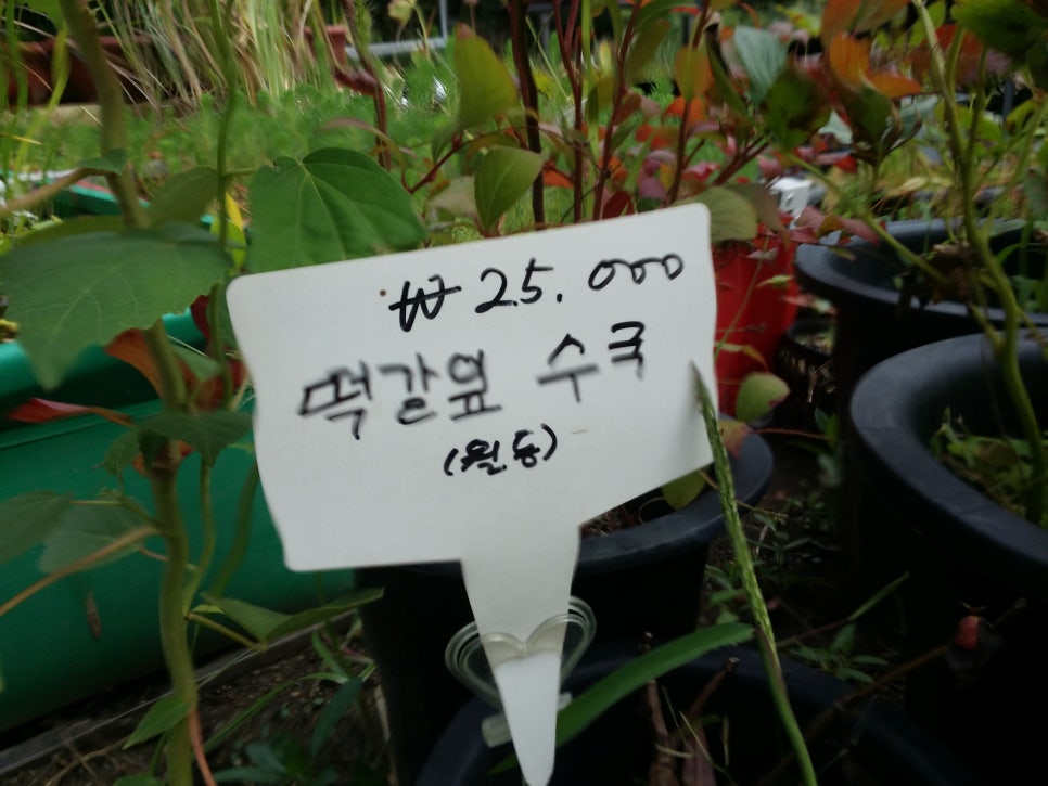 손톱발톱 질환들의 다양한 모습들(발톱무좀,내성발톱,만곡증) 관련 이미지 6