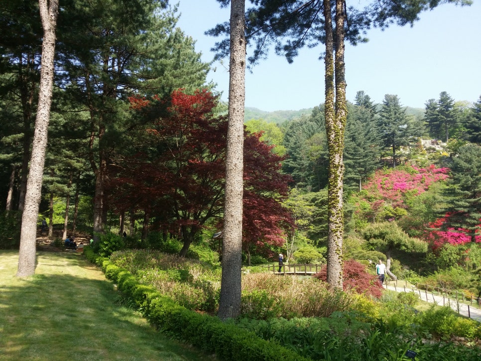 손톱 박리증(발톱무좀,내성발톱,손톱흑색종) 관련 이미지 9