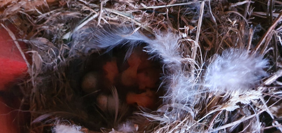 손발톱 흑색종과 흑색선25(&Bird house2) 관련 이미지 27