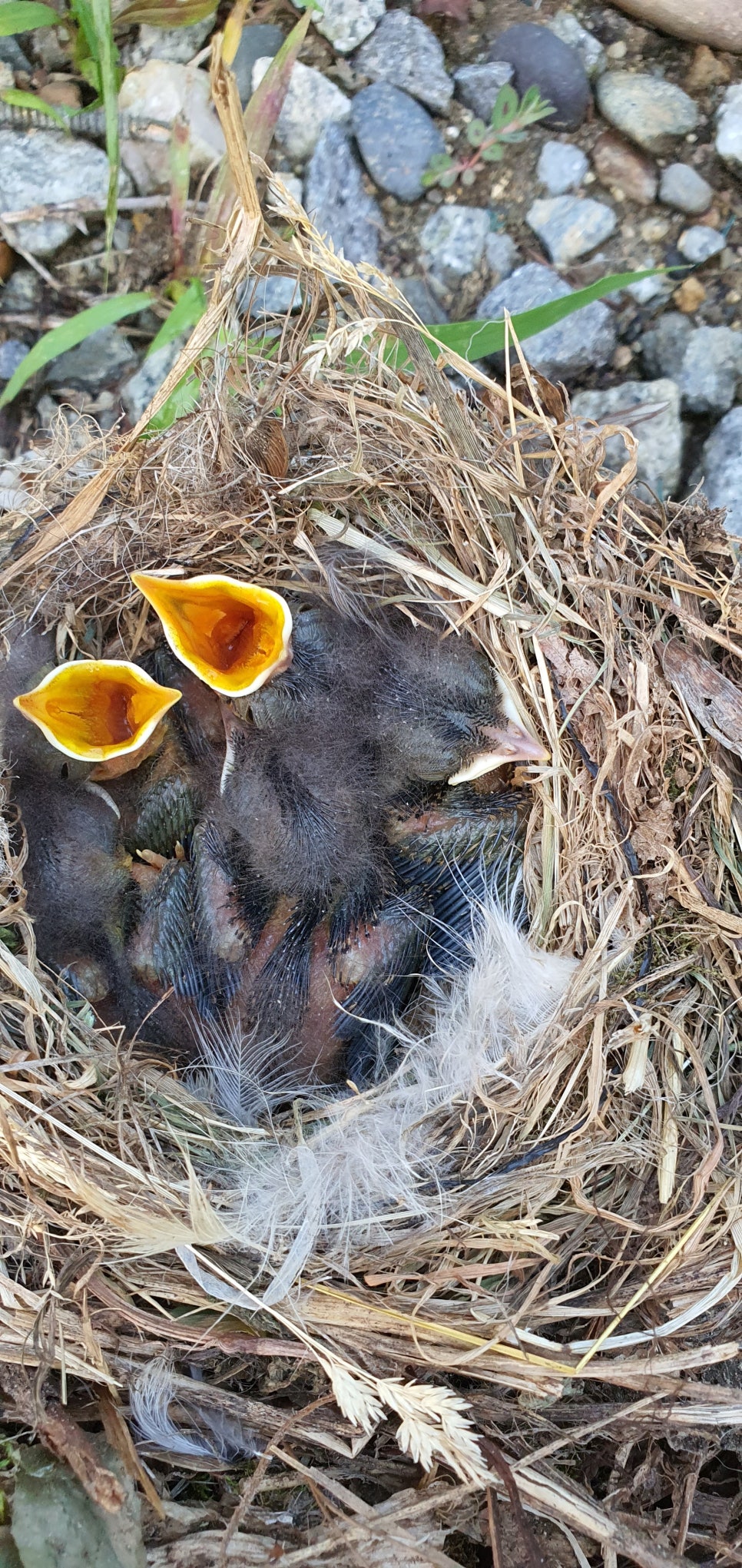 손발톱 흑색종과 흑색선27(&Bird House4) 관련 이미지 20