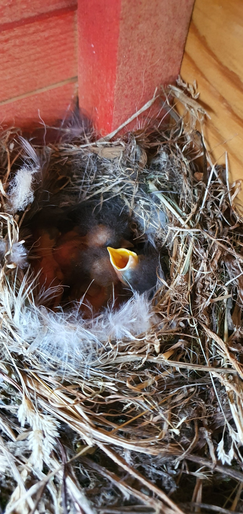 발톱무좀과 내성발톱27(&Bird house3) 관련 이미지 14