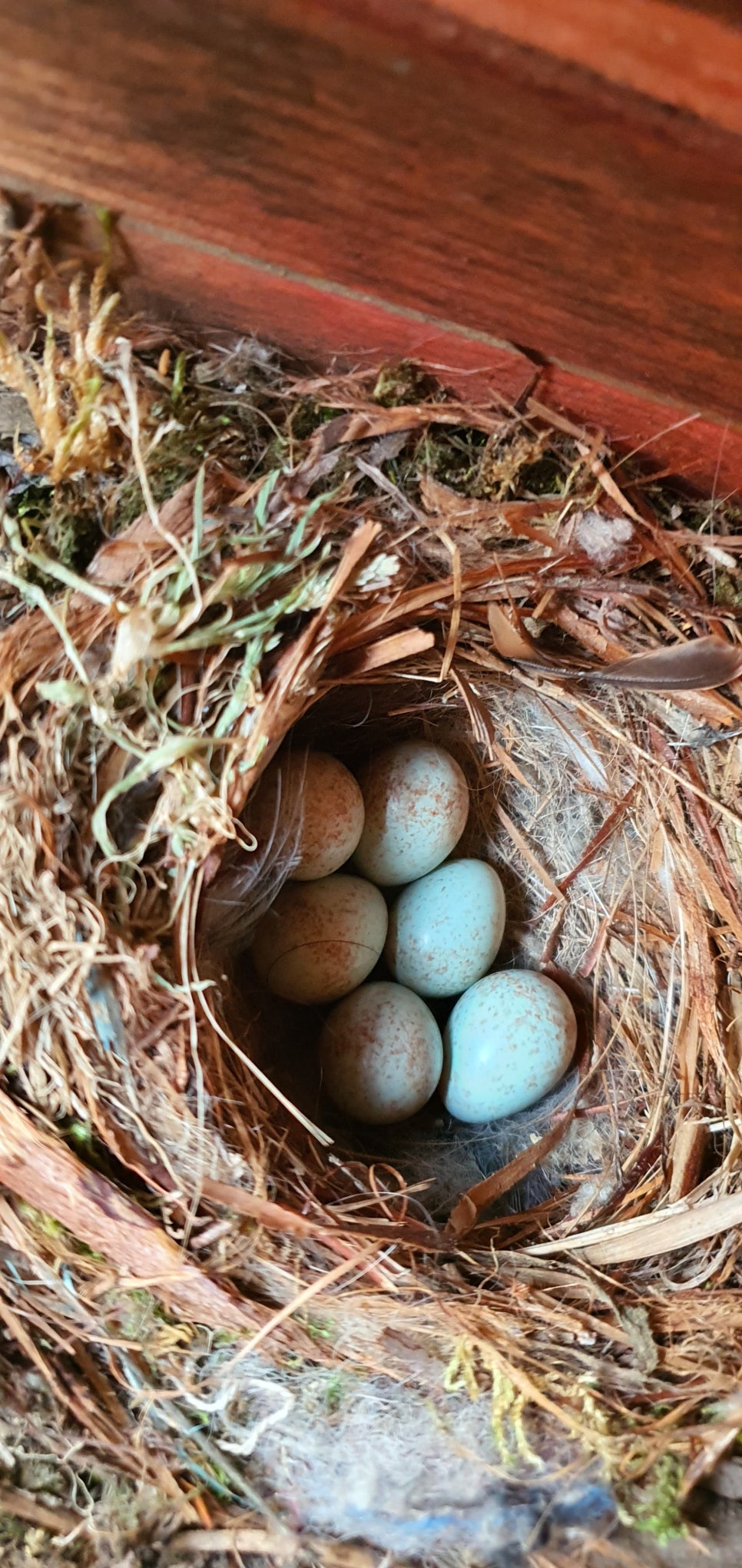 손발톱 종양2(&2021house bird3) 관련 이미지 11