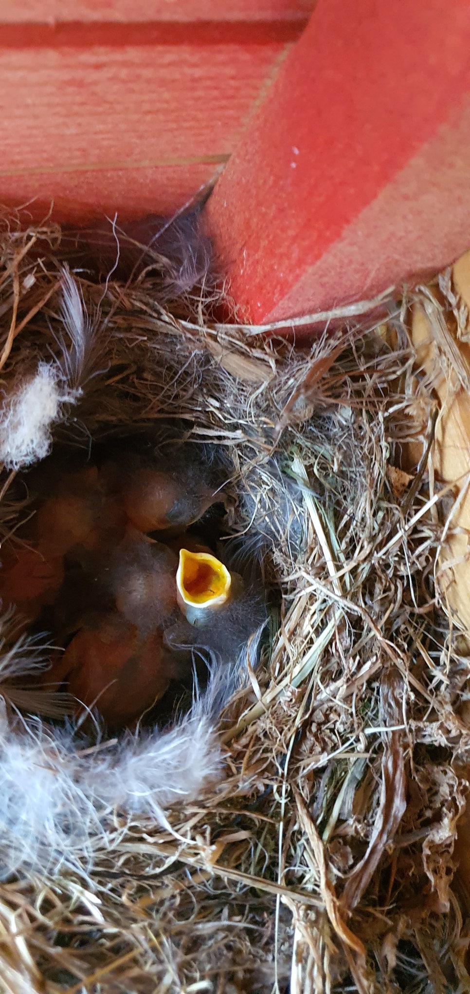 손발톱 흑색종과 흑색선25(&Bird house2) 관련 이미지 30
