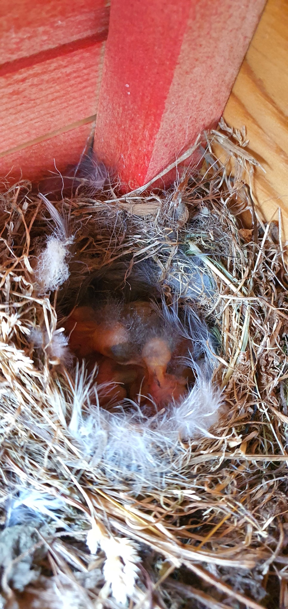 발톱무좀과 내성발톱27(&Bird house3) 관련 이미지 13