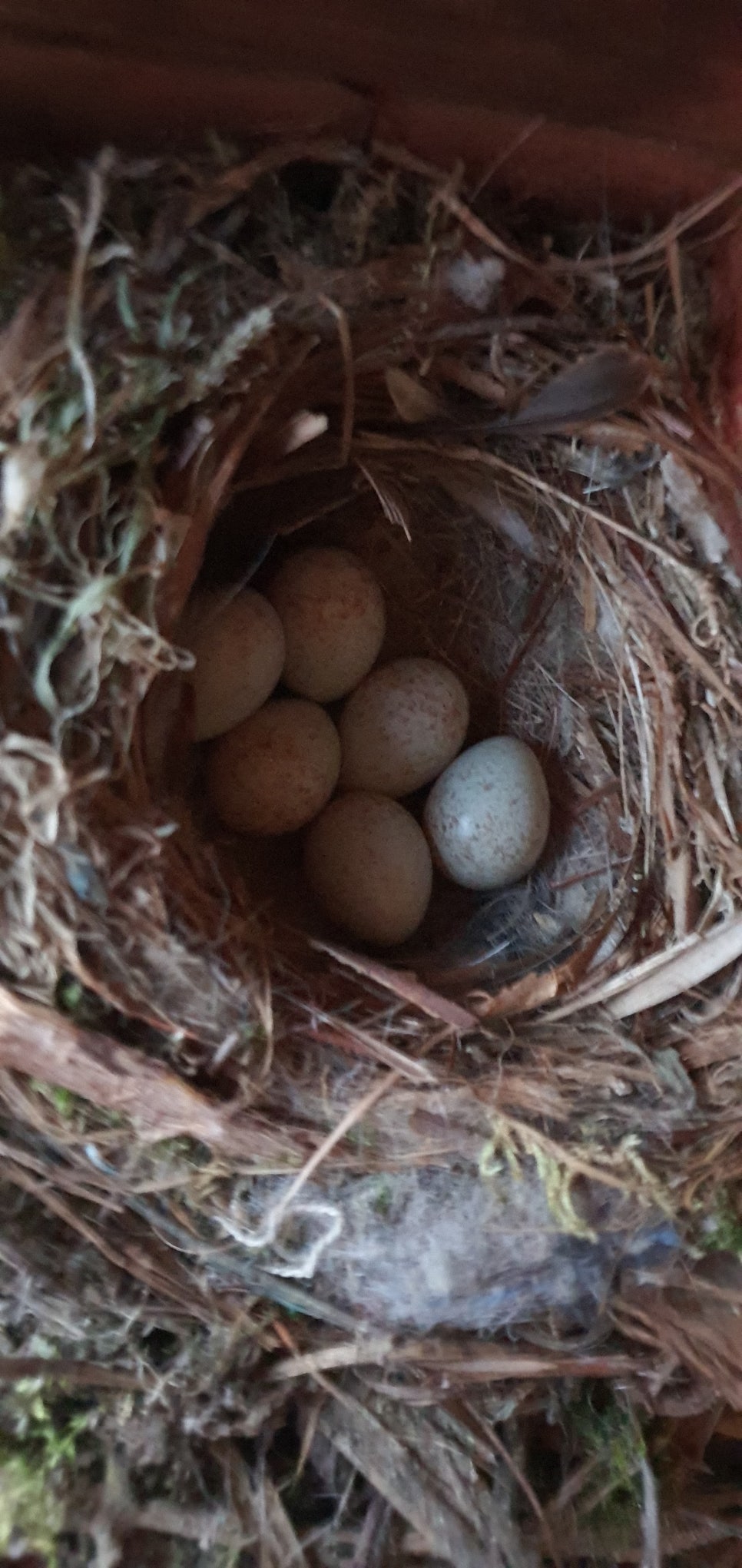 발톱무좀과 내성발톱50(&2021년도bird house) 관련 이미지 18