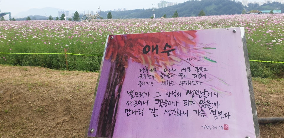 발톱무좀과 내향성발톱의 동반 12(&구리코스모스) 관련 이미지 12