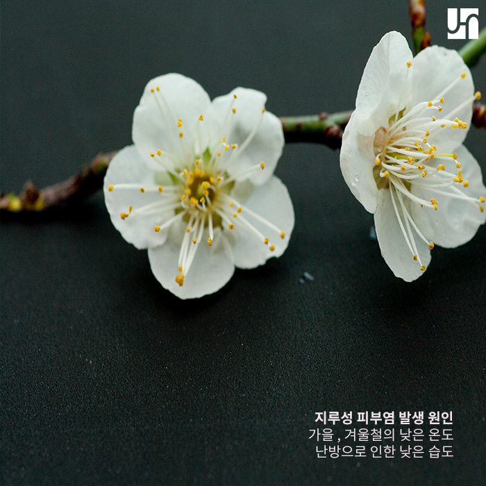 서초역 피부과, 지루성 피부염이 비듬의 원인인가요? 관련 이미지 2