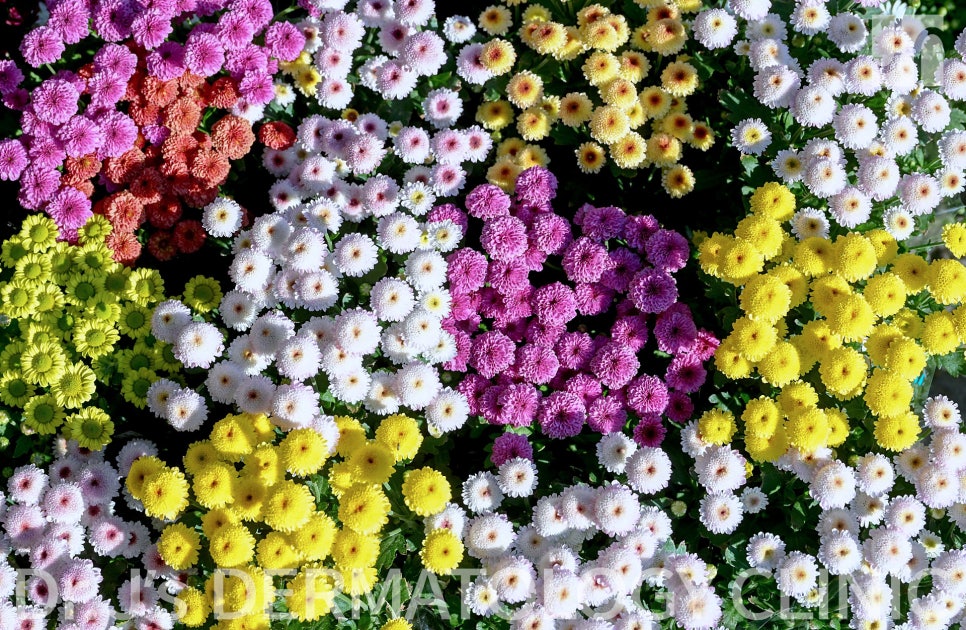 아토피 피부염 성인이어도 증상 안심할 수는 없어 관련 이미지 4