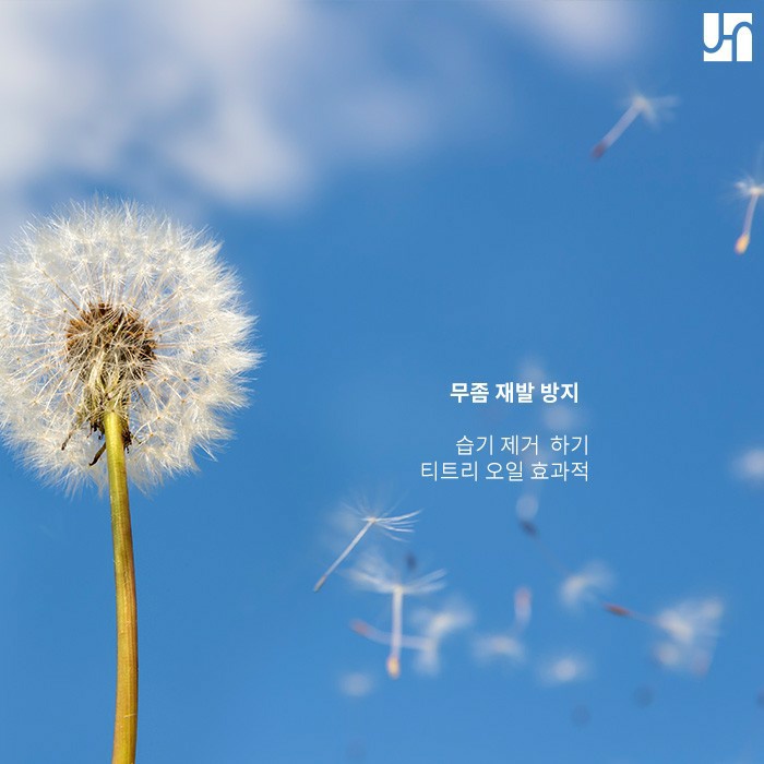 약물 치료로 역부족인 무좀, 핀 포인트 레이저로 치료하기 관련 이미지 4