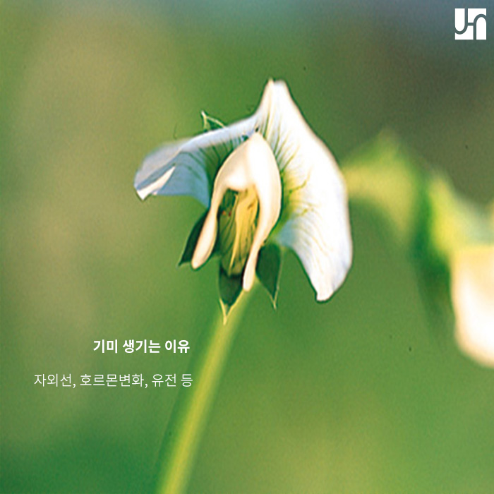 기미 주근깨 레이저를 통해 개선하자 관련 이미지 2