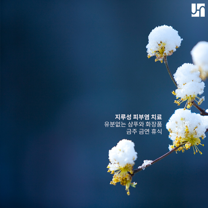 서초역 피부과, 지루성 피부염이 비듬의 원인인가요? 관련 이미지 4