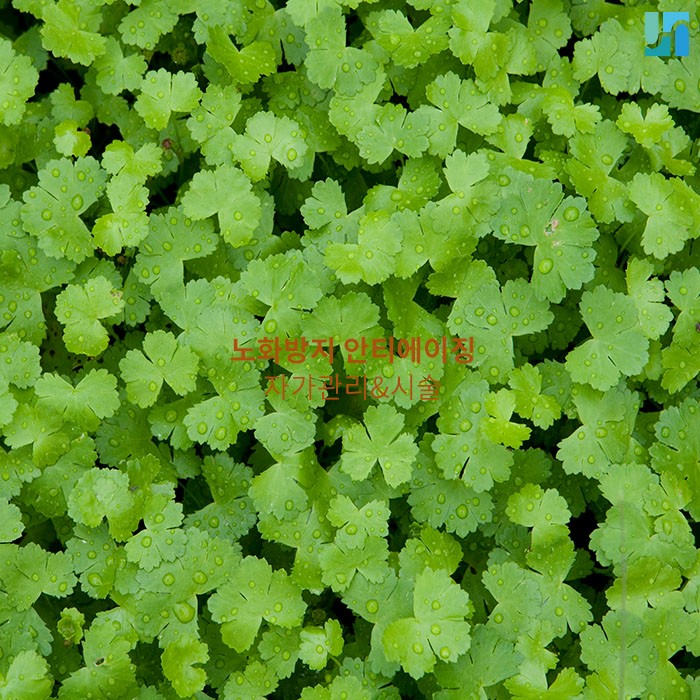 노화방지 천연팩 & 안티에이징 시술 관련 이미지 1