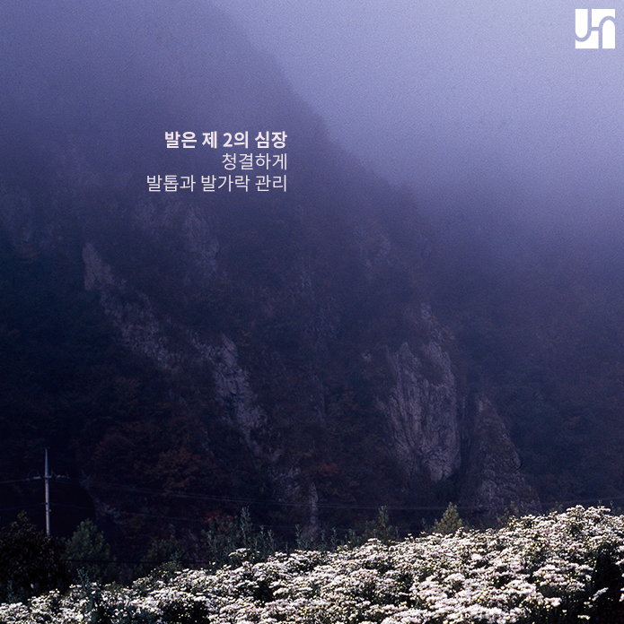 가려움증 유발 무좀 치료하고 발미인 되기 관련 이미지 4