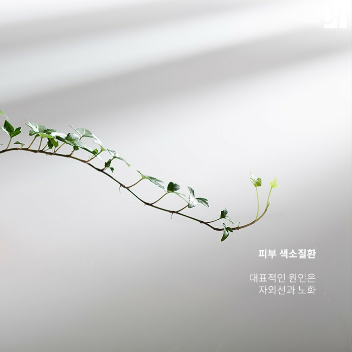 균일한 피부 톤 망치는 기미와 검버섯은 왜 생기나요? 관련 이미지 2