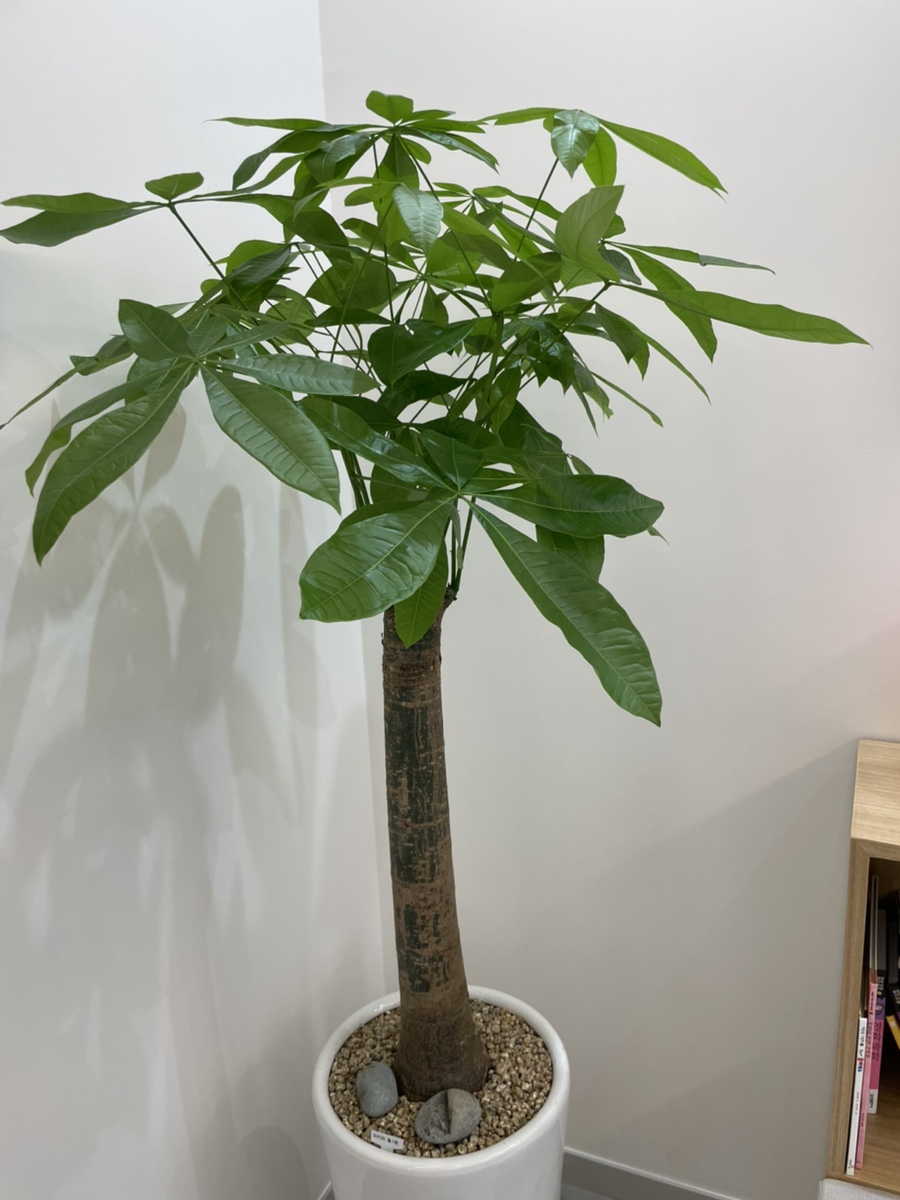 외국인 전문 치과 유펜바른치과 관련 이미지 5