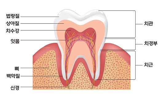 낙성대역 치과 신경치료가 필요한 경우는?! 관련 이미지 1