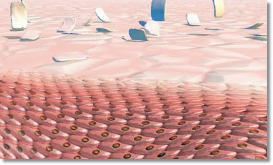 If You’re Curious About Skin Planning: Frequency, Effects, and Side Effects image 3