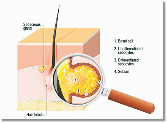 Must-Read If You’re Considering Aqua Peel for Sebum Concerns in Sinchon image 2
