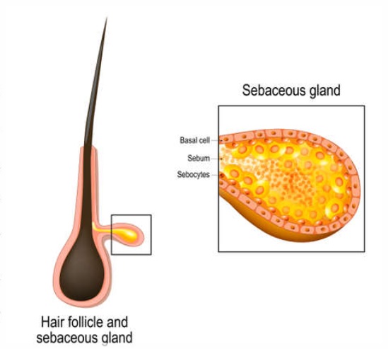 If You’re Worried About Enlarged Pores in Hongdae Potenza, Read This First image 2